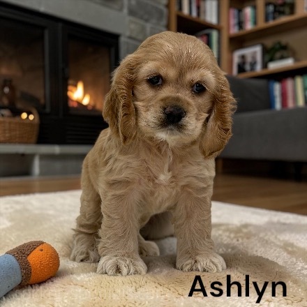 puppy, for, sale, Cocker Spaniel, Joe & Cherri  Overlease, dog, breeder, Miller, MO, dog-breeder, puppy-for-sale, forsale, nearby, find, puppyfind, locator, puppylocator, aca